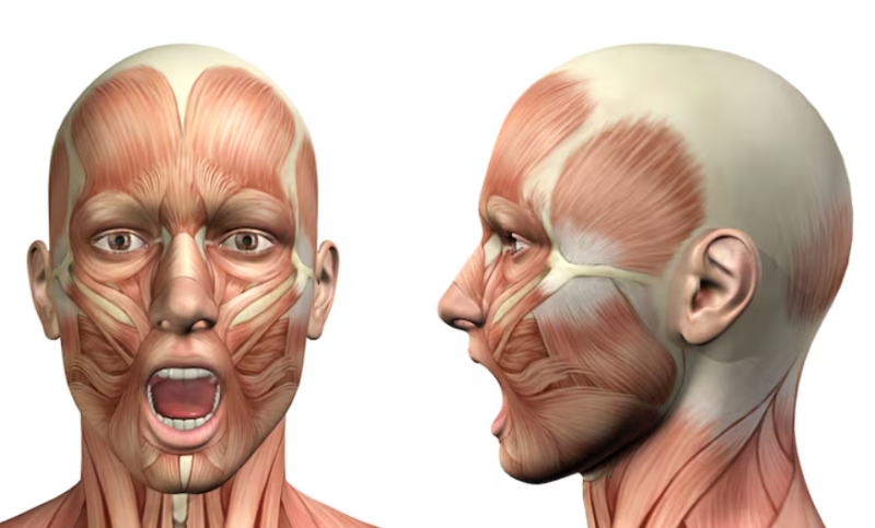 Sejauh mana perbaikan kerutan marionette dengan thread lift? Biaya, Efek, Masa Pemulihan, dan Penyebab Kegagalan 사진 5