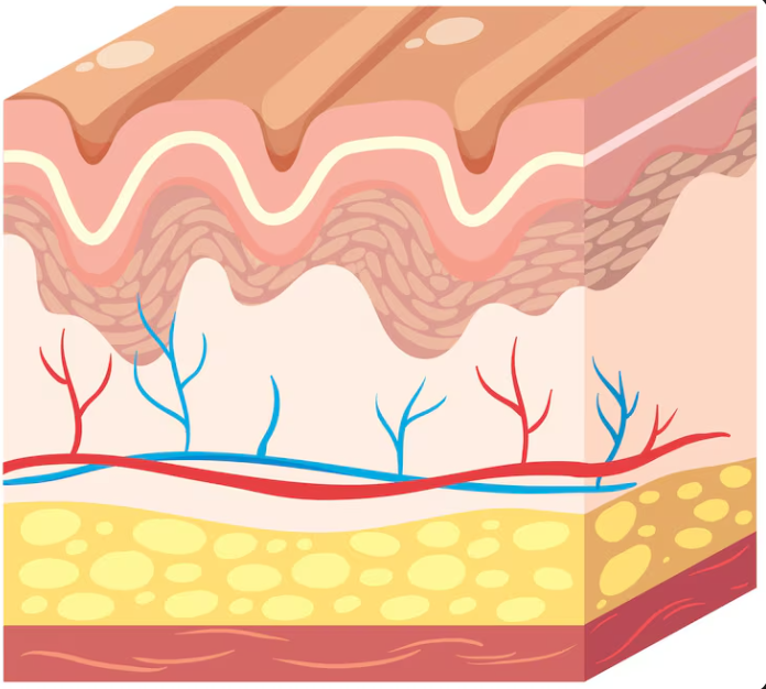 Gangnam Facelift: Criteria for Choosing a Good Clinic, Effects, Duration, Aftercare, and Scar Management 사진 5