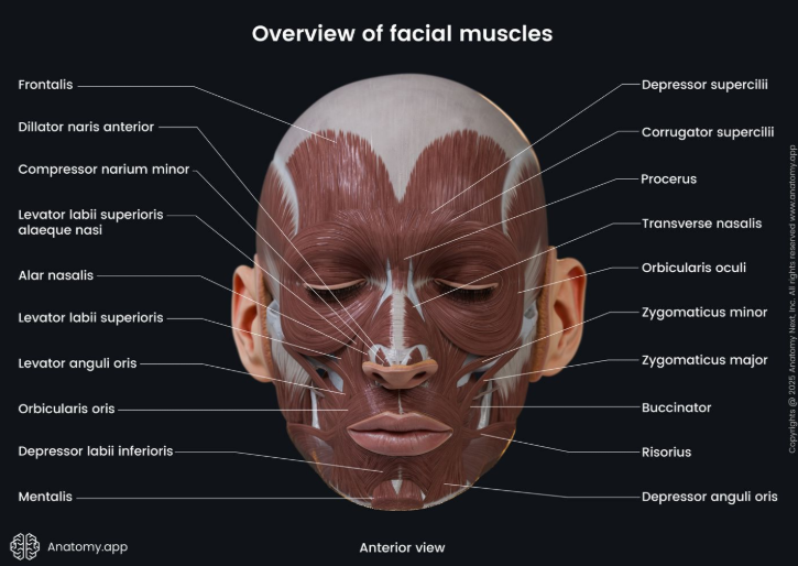 Tempat Terbaik untuk Midface Lift, Menjelaskan Alasan Perbedaan Hasil Antar Klinik 사진 6