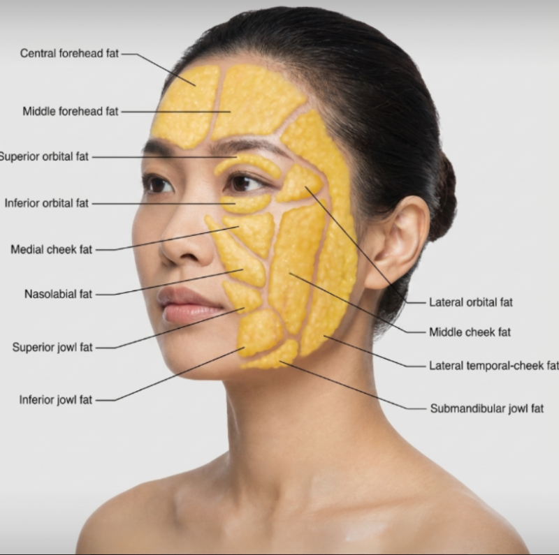 Anti-Aging Procedures: Types and Effects Categorized 사진 3