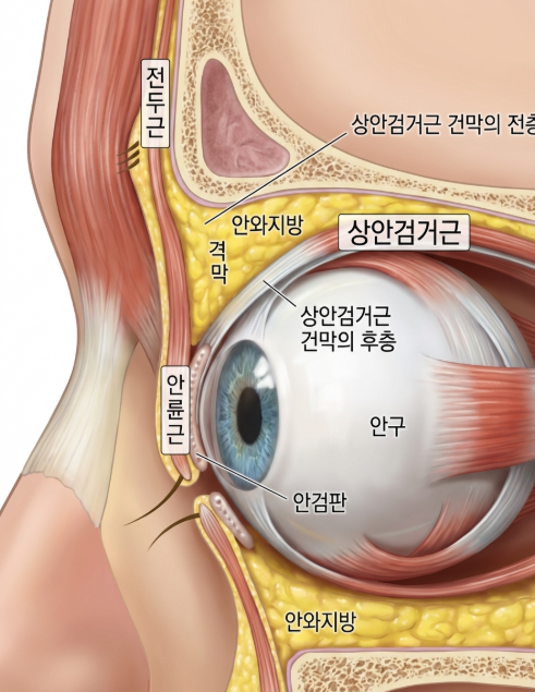 상안검수술, 처진 눈 때문에 나이 들어 보인다면 확인해야 합니다 사진 2