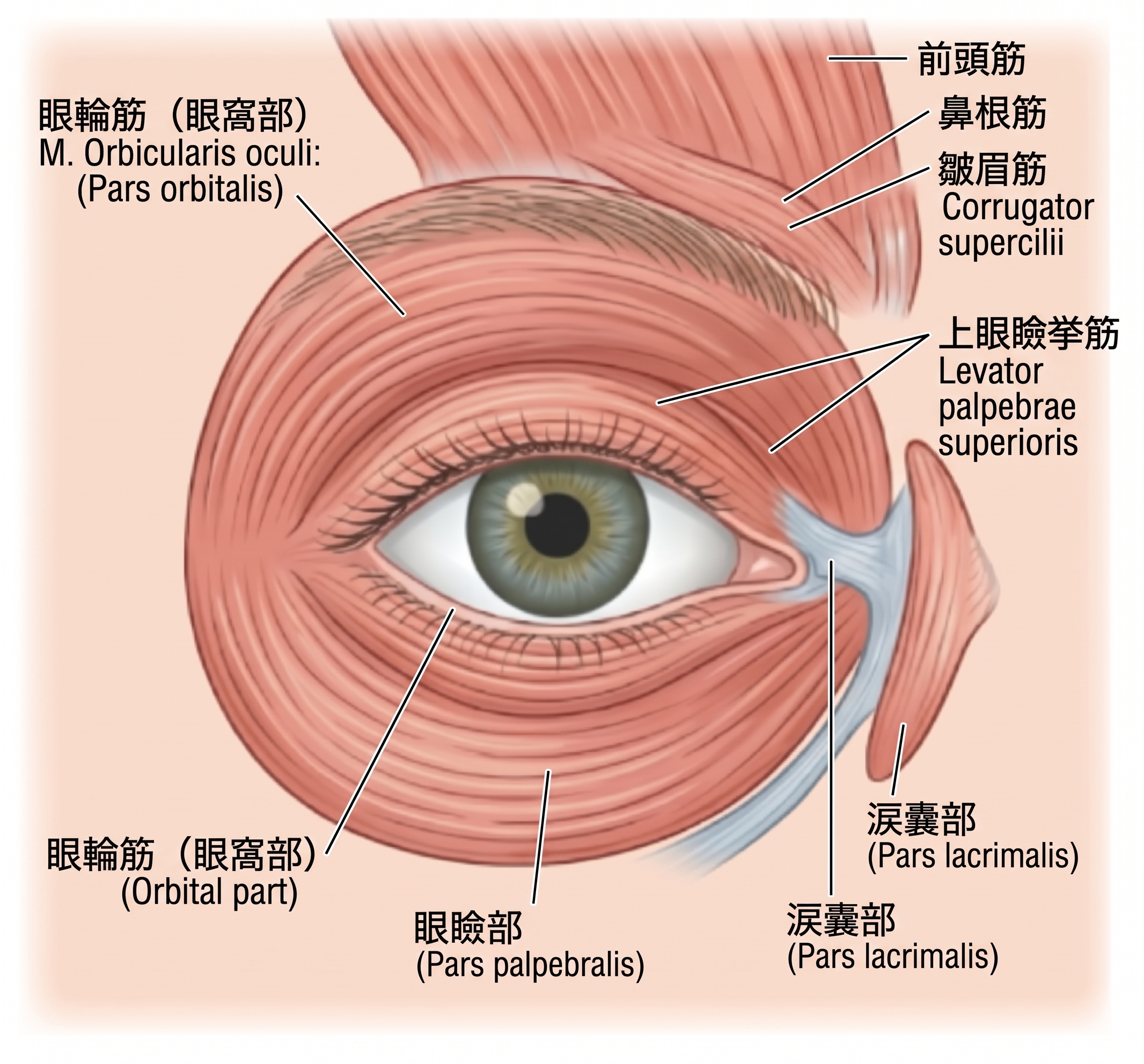 眼瞼下垂手術、まぶたが重く疲れて見えるなら原因から確認を 사진 9